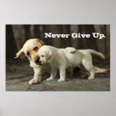 Poster Yellow Labrador Retriever (Devant)