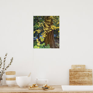 Poster Yellow Maple Leaves and Douglas Fir Photo
