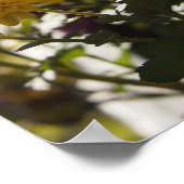 Poster Yellow marigolds bask in sunlight (Coin)