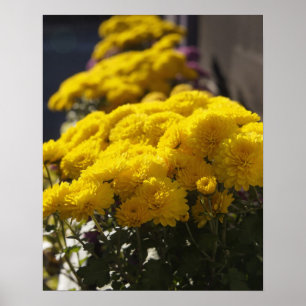 Poster Yellow marigolds bask in sunlight