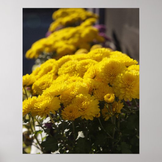 Poster Yellow marigolds bask in sunlight (Devant)