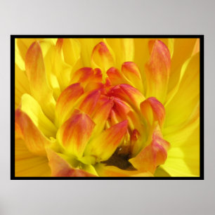 Poster Yellow Orange Flower