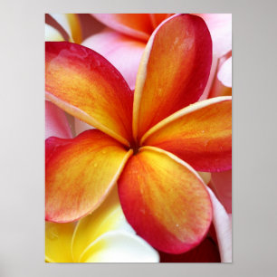 Poster Yellow Red Plumeria Frangipani Hawaii Flowers