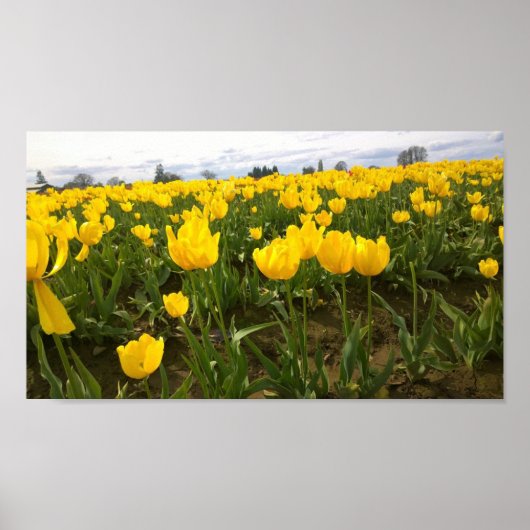 Poster Yellow Tulip Field (Devant)