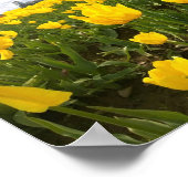 Poster Yellow Tulip Field (Coin)