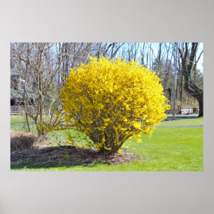 Poster Yellow Wisteria Bush