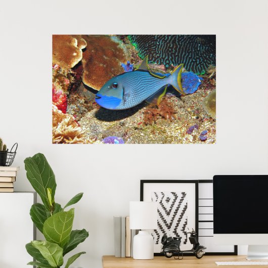 Poster Yellowfin Triggerfish (Bureau à domicile)