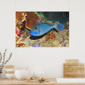 Poster Yellowfin Triggerfish (Cuisine)