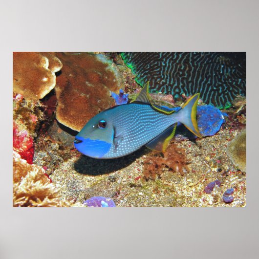 Poster Yellowfin Triggerfish (Devant)
