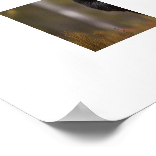 Poster Yellowstone Bear (Coin)