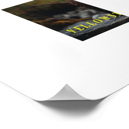 Poster Yellowstone Bear (Coin)