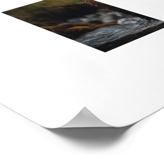 Poster Yellowstone Bear (Coin)