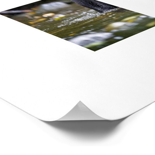 Poster Yellowstone Bear Cub (Coin)