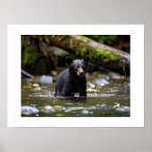 Poster Yellowstone Bear Cub (Devant)