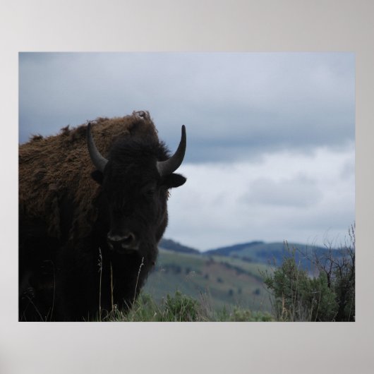 Poster Yellowstone Bison Buffalo Park Bull (Devant)