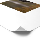 Poster Yellowstone Black Bear (Coin)