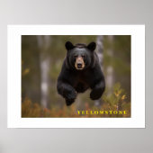 Poster Yellowstone Black Bear (Devant)