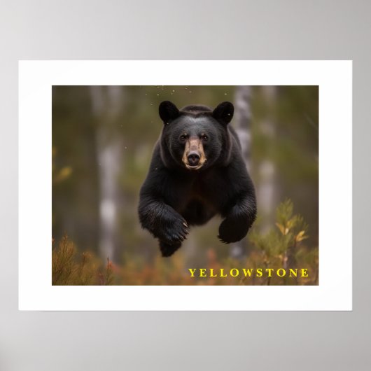 Poster Yellowstone Black Bear (Devant)