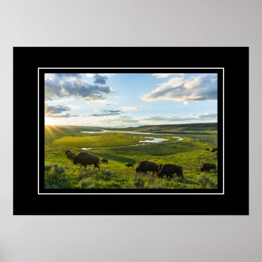 Poster Yellowstone Buffalo (Devant)