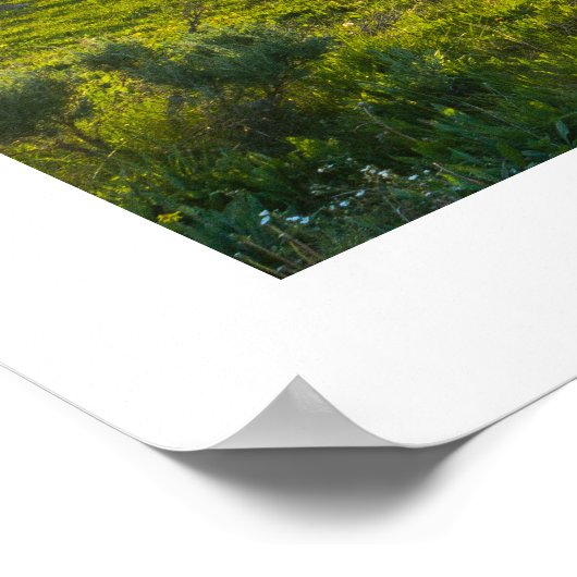 Poster Yellowstone Buffalo (Hoek)