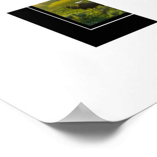 Poster Yellowstone Buffalo (Hoek)