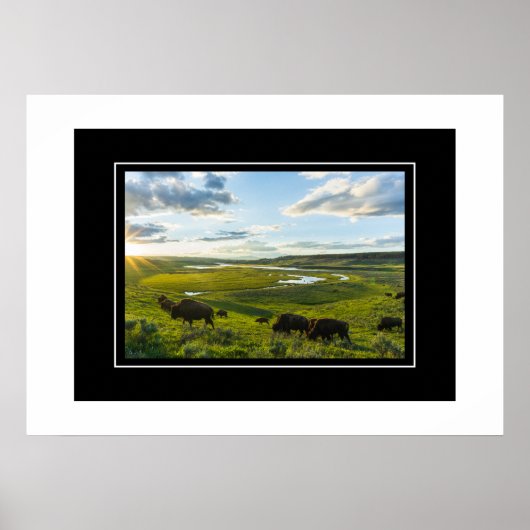 Poster Yellowstone Buffalo (Voorkant)