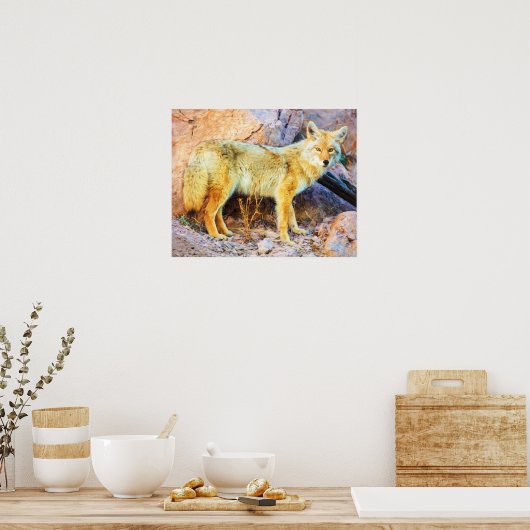 Poster Yellowstone Coyote (Cuisine)