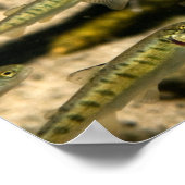 Poster Yellowstone Cutthroat Trout School (Coin)