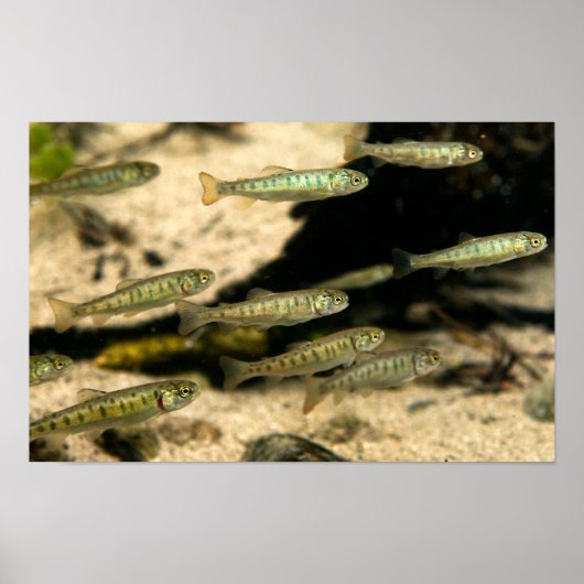 Poster Yellowstone Cutthroat Trout School (Devant)