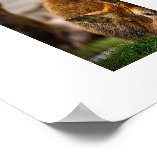 Poster Yellowstone Elk (Coin)