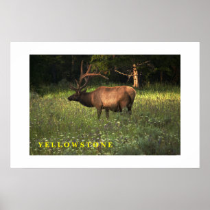 Poster Yellowstone Elk