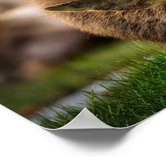 Poster Yellowstone Elk (Coin)