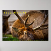 Poster Yellowstone Elk (Devant)