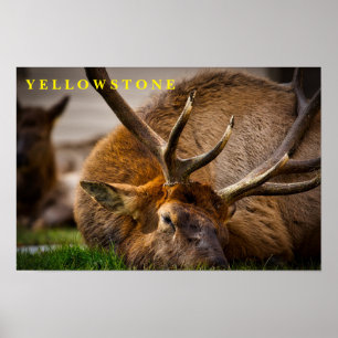 Poster Yellowstone Elk