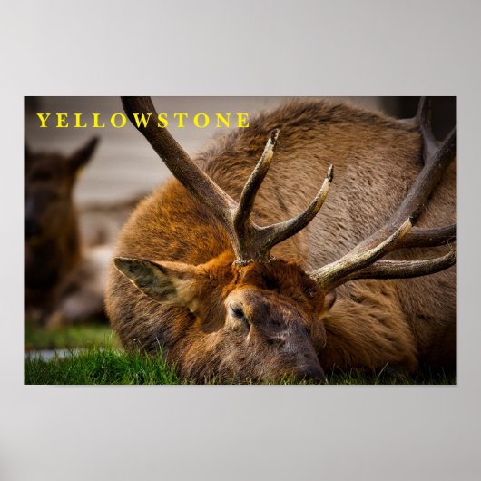 Poster Yellowstone Elk (Devant)