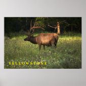 Poster Yellowstone Elk (Devant)