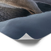 Poster Yellowstone Wolf (Coin)