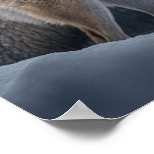 Poster Yellowstone Wolf (Coin)