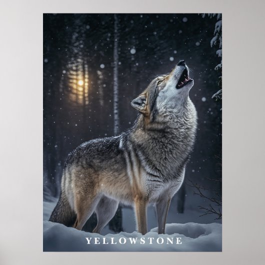 Poster Yellowstone Wolf (Devant)