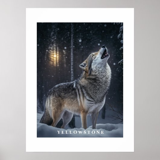 Poster Yellowstone Wolf (Devant)