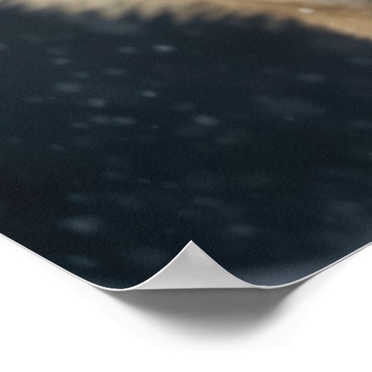 Poster Yellowstone Wolf (Coin)