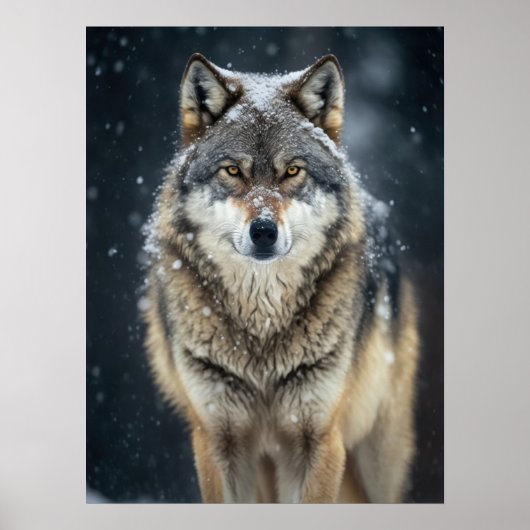 Poster Yellowstone Wolf (Devant)