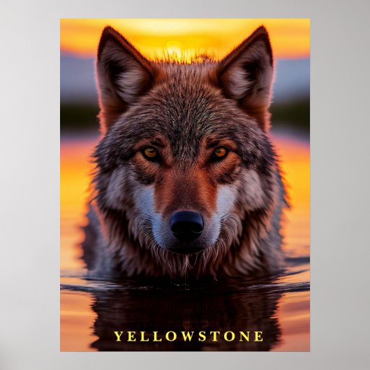 Poster Yellowstone Wolf (Devant)