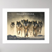 Poster Yellowstone Wolves (Voorkant)