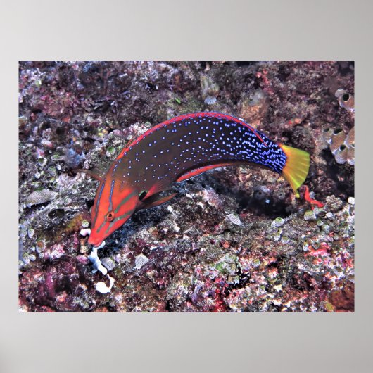 Poster Yellowtail Coris Wrasse (Devant)