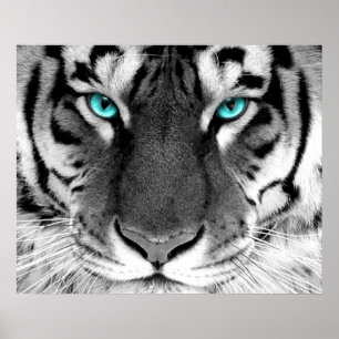 Poster Yeux blancs d'affiche de tigre