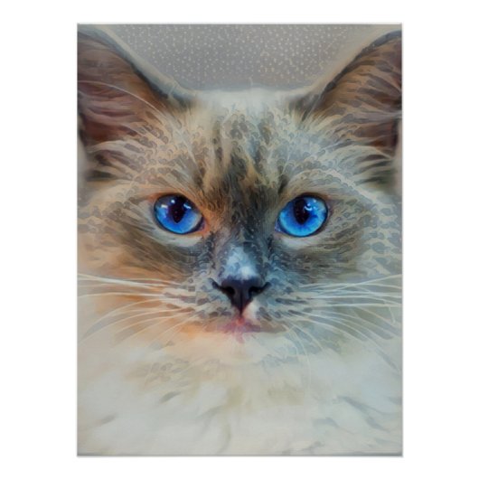 Poster Yeux bleu chat siamois (Devant)