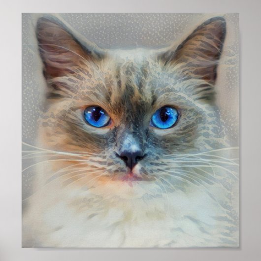 Poster Yeux bleu chat siamois (Devant)