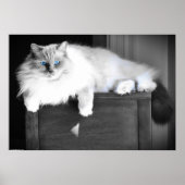 Poster Yeux bleus, (Devant)