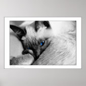 Poster Yeux bleus (Devant)